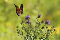 A monarch butterfly landing on thistle flowers. Original public domain image from Wikimedia Commons