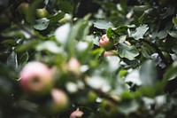 Apples on the trees. Original public domain image from <a href="https://commons.wikimedia.org/wiki/File:Rico_Bico_2016_(Unsplash).jpg" target="_blank">Wikimedia Commons</a>