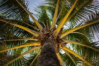 Low-angle shot of palm tree. Original public domain image from Wikimedia Commons