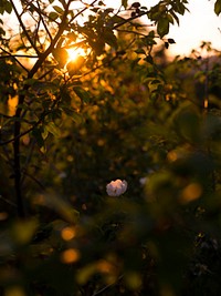 A white flower in a green thicket during sunset. Original public domain image from Wikimedia Commons