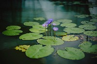 Lily pads and purple flowers grow in a still water pond. Original public domain image from <a href="https://commons.wikimedia.org/wiki/File:Lotus_(Unsplash).jpg" target="_blank" rel="noopener noreferrer nofollow">Wikimedia Commons</a>