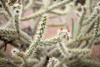 Cactus flowers. Original public domain image from <a href="https://commons.wikimedia.org/wiki/File:West_Rim_Trail,_Grand_Canyon_Village,_United_States_(Unsplash).jpg" target="_blank">Wikimedia Commons</a>