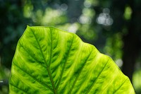 Dew drops fall on a large green leaf in the park. Original public domain image from Wikimedia Commons