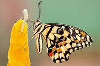 A butterfly feeding on a tall yellow flower. Original public domain image from Wikimedia Commons