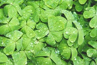 Green clover leaves nature background. Original public domain image from Wikimedia Commons
