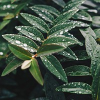Green leafed plant with droplets from the rain. Original public domain image from Wikimedia Commons