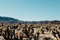 Cacti and succulents in the desert landscape of Joshua Tree. Original public domain image from <a href="https://commons.wikimedia.org/wiki/File:Cactus_Plants_In_The_Desert_(Unsplash).jpg" target="_blank" rel="noopener noreferrer nofollow">Wikimedia Commons</a>