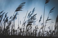 Windy wheat field. Original public domain image from Wikimedia Commons