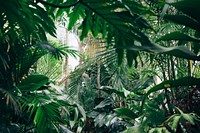 Green tree, botanical garden photo. Original public domain image from Wikimedia Commons