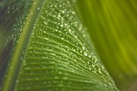 Green leafed plant with droplets from the rain. Original public domain image from <a href="https://commons.wikimedia.org/wiki/File:Pw_Y_2017_(Unsplash).jpg" target="_blank">Wikimedia Commons</a>