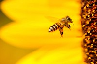 A macro shot of a bee flying up to a flower to gather its pollen. Original public domain image from Wikimedia Commons