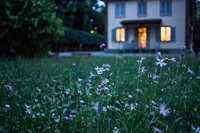 A patch of grass with white wild flowers in a suburban backyard. Original public domain image from Wikimedia Commons