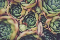 Bunch of succulents. Original public domain image from <a href="https://commons.wikimedia.org/wiki/File:Gaelle_Marcel_2016-09-13_(Unsplash).jpg" target="_blank">Wikimedia Commons</a>