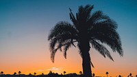 A silhouette of a large palm tree, with others in the distance, at sunset. Original public domain image from Wikimedia Commons