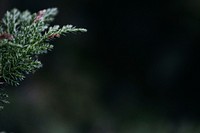 Fir leaves. Original public domain image from Wikimedia Commons