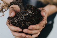 Hand holding soil for planting. Original public domain image from Wikimedia Commons