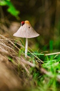 Ladybug climbs down a wild mushroom in the forest. Original public domain image from <a href="https://commons.wikimedia.org/wiki/File:Fungi_in_the_Woods_(Unsplash).jpg" target="_blank" rel="noopener noreferrer nofollow">Wikimedia Commons</a>
