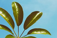 Green leaves plant background. Original public domain image from Wikimedia Commons