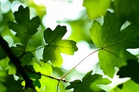 Green leafed plant. Original public domain image from Wikimedia Commons