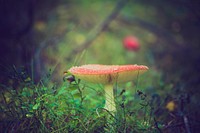 A low-angle close-up of a red toadstool on the forest floor. Original public domain image from <a href="https://commons.wikimedia.org/wiki/File:Red_toadstool_in_Konnerud_(Unsplash).jpg" target="_blank" rel="noopener noreferrer nofollow">Wikimedia Commons</a>
