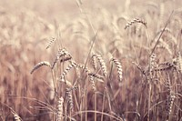 Brown grains of wheat in a farm field. Original public domain image from <a href="https://commons.wikimedia.org/wiki/File:Grain_Crop_(Unsplash).jpg" target="_blank" rel="noopener noreferrer nofollow">Wikimedia Commons</a>