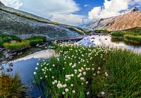 White and green plants on lake during daytime. Original public domain image from <a href="https://commons.wikimedia.org/wiki/File:Grimsel_Pass,_Obergoms,_Switzerland_(Unsplash).jpg" target="_blank">Wikimedia Commons</a>