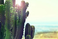 Cactus catches sunlight on a hot day in the desert. Original public domain image from Wikimedia Commons