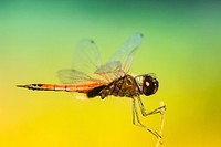 Macro of an orange dragonfly with wings spread landing and holding onto a stem. Original public domain image from Wikimedia Commons