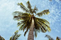 Looking up the trunk of a palm tree and a bright blue sky in Gili Trawangan. Original public domain image from Wikimedia Commons