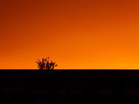 A silhouetted tree in front of a fiery orange sunset sky in Beijing. Original public domain image from <a href="https://commons.wikimedia.org/wiki/File:Beijing_Horizon_sunset_(Unsplash).jpg" target="_blank" rel="noopener noreferrer nofollow">Wikimedia Commons</a>