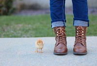 Cute baby chick stands next to a person in brown boots. Original public domain image from Wikimedia Commons