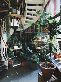 Greenhouse full of plants. Original public domain image from Wikimedia Commons