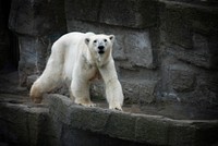 A view of a white furry polar bear walking on a stony cliff. Original public domain image from <a href="https://commons.wikimedia.org/wiki/File:White_polar_bear_walking_(Unsplash).jpg" target="_blank" rel="noopener noreferrer nofollow">Wikimedia Commons</a>