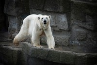 A view of a white furry polar bear walking on a stony cliff. Original public domain image from Wikimedia Commons