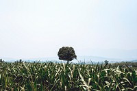 A big tree amongst small plants. Original public domain image from Wikimedia Commons