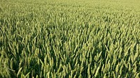 Field of green plants grow on a farm. Original public domain image from Wikimedia Commons