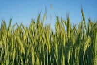 Green field of wheat grass growing on a farm. Original public domain image from <a href="https://commons.wikimedia.org/wiki/File:Farm_Field_(Unsplash).jpg" target="_blank" rel="noopener noreferrer nofollow">Wikimedia Commons</a>