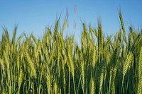 Green field of wheat grass growing on a farm. Original public domain image from Wikimedia Commons