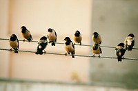 Ten birds sitting on electric wires. Original public domain image from <a href="https://commons.wikimedia.org/wiki/File:Dahod,_India_(Unsplash).jpg" target="_blank">Wikimedia Commons</a>