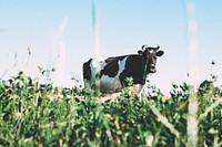 Dairy cow in a field. Original public domain image from Wikimedia Commons