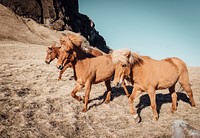 A group of brown ponies running on dry grass at the foot of a rocky hill. Original public domain image from Wikimedia Commons