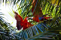 Red Macaw parrots in the jungle. Original public domain image from Wikimedia Commons