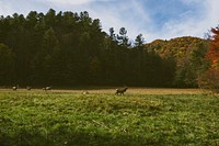 A herd of deers in a meadow near a forest in Cataloochee. Original public domain image from <a href="https://commons.wikimedia.org/wiki/File:Deer_herd_in_a_meadow_(Unsplash).jpg" target="_blank" rel="noopener noreferrer nofollow">Wikimedia Commons</a>