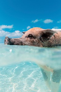 Pig swimming. Original public domain image from Wikimedia Commons