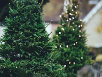 Two fir Christmas trees with string lights on them in Beaulieu. Original public domain image from Wikimedia Commons