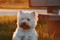 Scottish terrier. Original public domain image from Wikimedia Commons