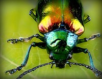 Insect. Original public domain image from <a href="https://commons.wikimedia.org/wiki/File:Alan_Emery_2016-08-07_(Unsplash).jpg" target="_blank">Wikimedia Commons</a>