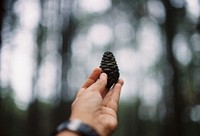 Pine cones and pine. Original public domain image from Wikimedia Commons