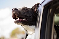 A dog riding in a car with his head sticking out the window in Orlando. Original public domain image from <a href="https://commons.wikimedia.org/wiki/File:Dog_in_car_(Unsplash).jpg" target="_blank" rel="noopener noreferrer nofollow">Wikimedia Commons</a>