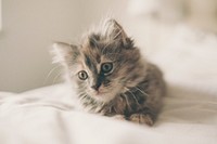 Cute furry kitten lying on white bed. Original public domain image from Wikimedia Commons